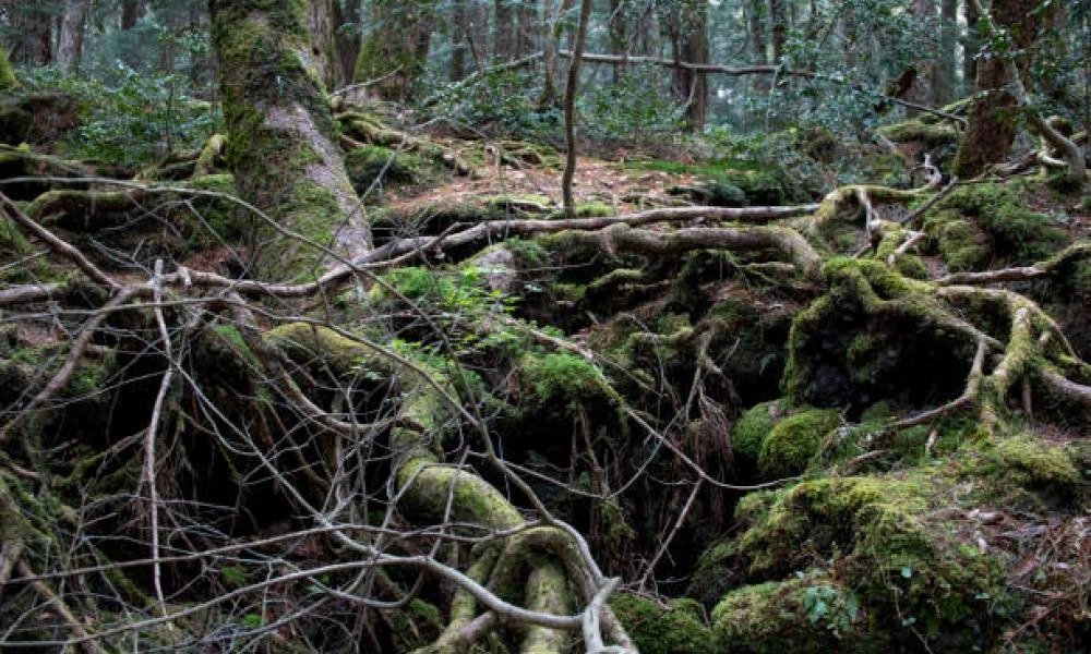 Aokigahara: To φρικιαστικό δάσος των αυτοκτονιών στην Ιαπωνία